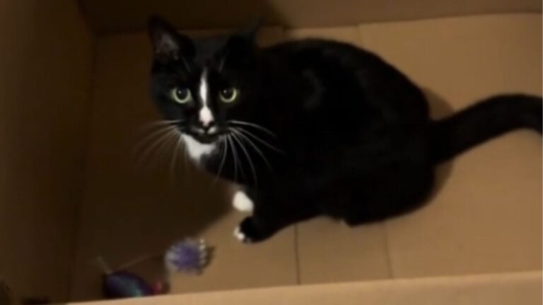 This California Cat’s ‘Lowercase’ Meow Is The Cutest Thing You’ll Hear Today