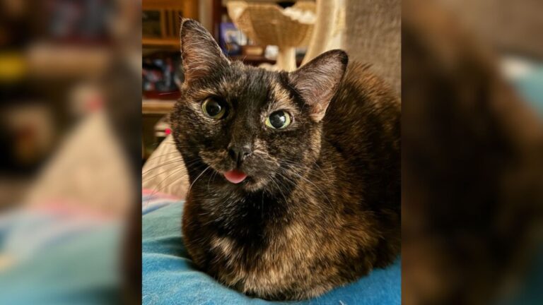 Arkansas Woman Saves A Timid Cat With Wonky Jaw And What Happens Next Will Melt Your Heart