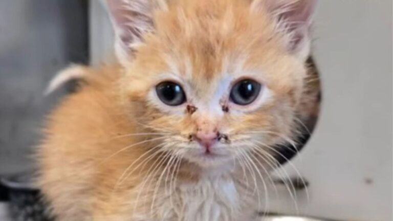 23 Cats Start Their Healing Journey After Being Rescued From Overcrowded Home In Wisconsin