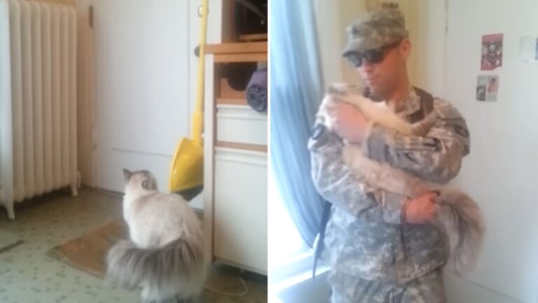 Ohio Cat’s Sweet Reunion With His Soldier Dad Is Melting Hearts Everywhere