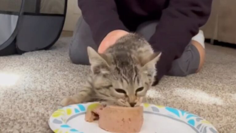 Food Means Business For This Missouri Kitty, Watch Her Transformation When She’s Hungry