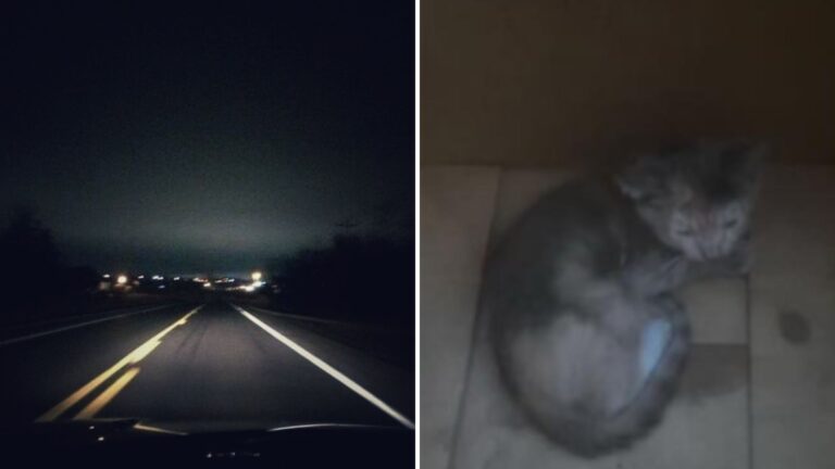 Pennsylvania Woman Stops For What Looks Like Piece Of Trash On The Road… It Was Anything But