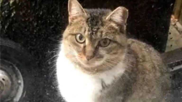 NY Man Spots Random Cat At His Window During Storm And Something Feels Familiar