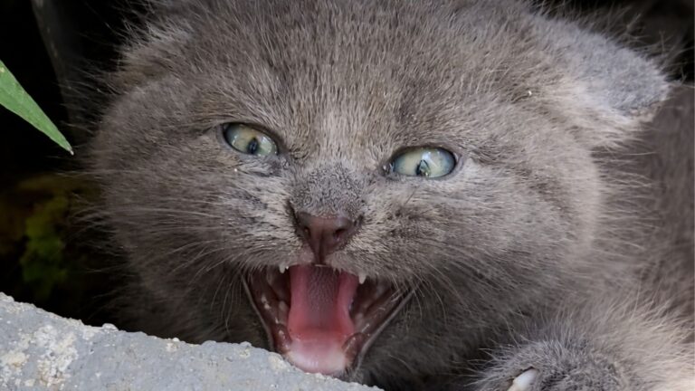 Indiana Woman Goes To Take Out The Trash And Gets Startled By A Little Furry Face