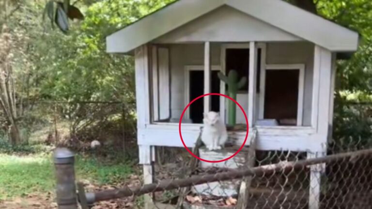 Alabama Woman Moves Into Her New Home And Realizes Someone Furry Is Living In The Chicken Coop