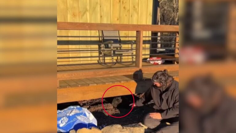 Couple Books Secluded Cabin In Georgia, Then Something Starts Scratching Underneath