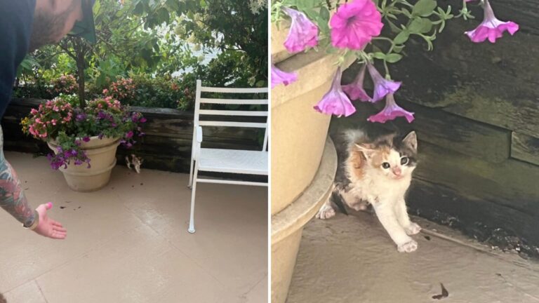 NY Couple Goes To Check On Their Wedding Venue And Ends Up In The Middle Of A Surprise Rescue