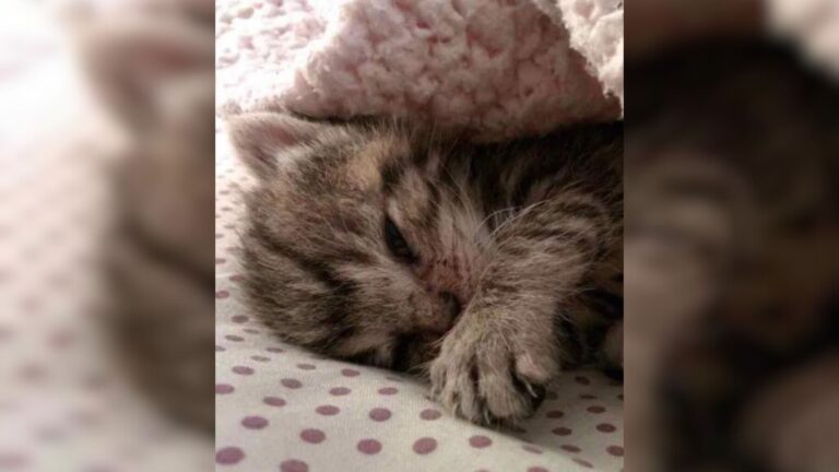 California Couple Finds Kitten Barely Alive On Their Doorstep And Goes All In To Save Her Life