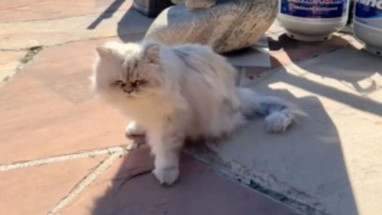 Couple Buys Dream Home In Utah Then Discovers A Life Changing Surprise Waiting Inside