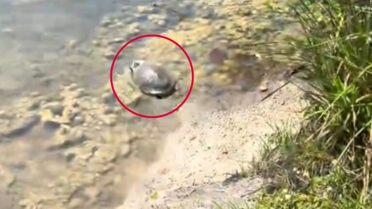 Florida Couple Helps A Struggling Turtle, Then Hears Strange Cries Coming From The Bushes