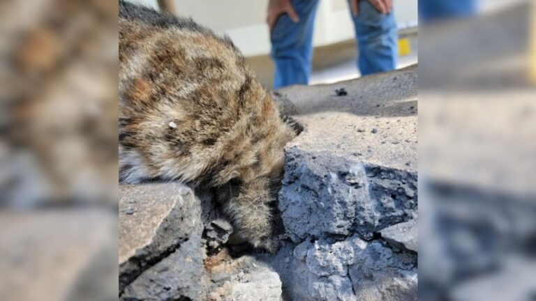 Hawaii Couple Spots Something Odd On Concrete Wall And Instantly Feel Their Stomach Drop