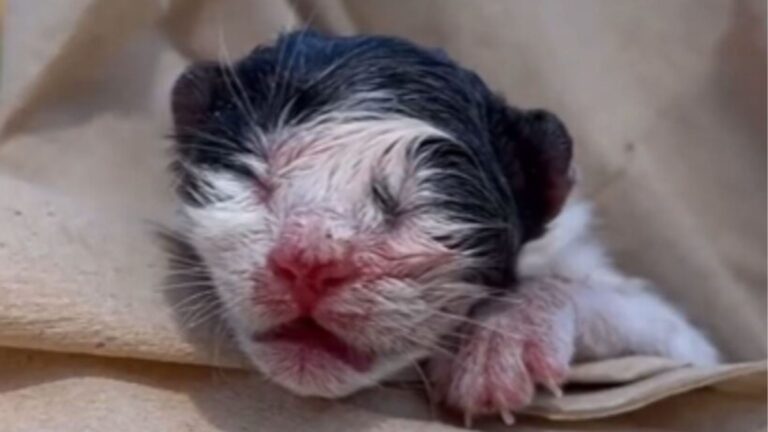 California Woman Came Across Tiny Abandoned Kitten And Immediately Knew This Was No Coincidence