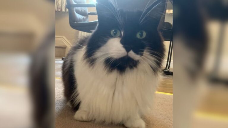 After Cremating Their Cat, Oklahoma Family Gets The Shock Of Their Lives When He Appears Alive