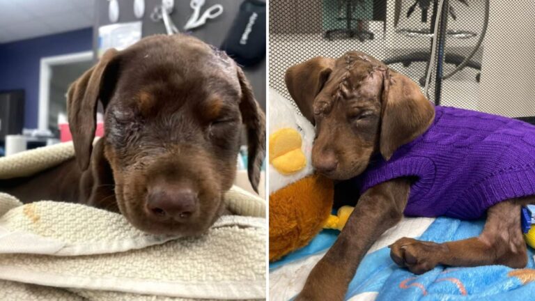 Florida Puppy Rescued From Abusive Home Reveals A Level Of Suffering No One Was Prepared To See