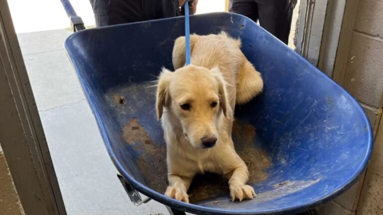 Texas Shelter Dog Trembling In Wheelbarrow Gets Miraculous Rescue Moments Before Euthanasia