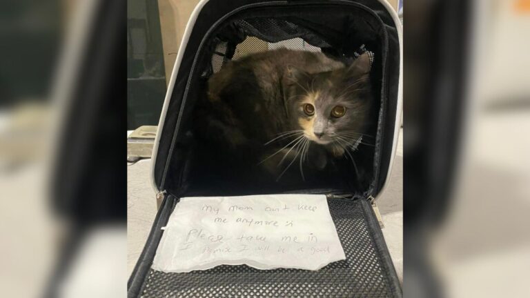 Cat Left At North Carolina Shelter Stuns Staff With A Heartbreaking Note And A Hidden Surprise