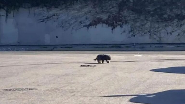 California Woman Spots A Dog At The Edge Of A Busy Highway And Feels An Instant Pull To Help