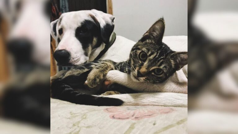 Nebraska Rescue Dog Curls Up Beside A Struggling Kitten And What Happens Next Is Incredible