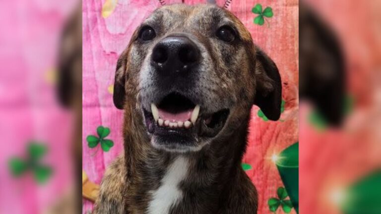 Virginia Dog Sneaks Out Of Home To Visit His Favorite Place And Melt Everyone’s Heart