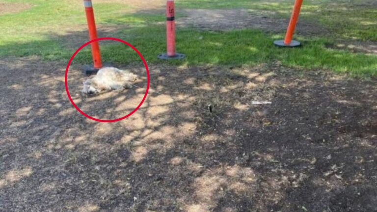 Someone Tied This Senior Dog To Traffic Cone In LA Park And He Stayed There For Two Whole Days