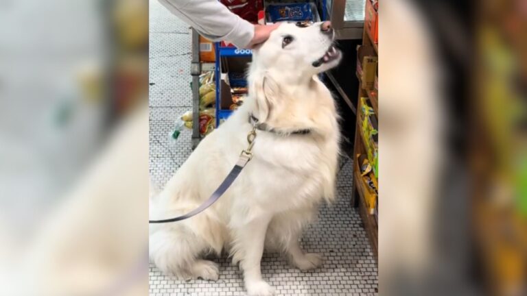Golden Retriever From NYC Has One Demand Before Going Outside And It’s Just Too Cute