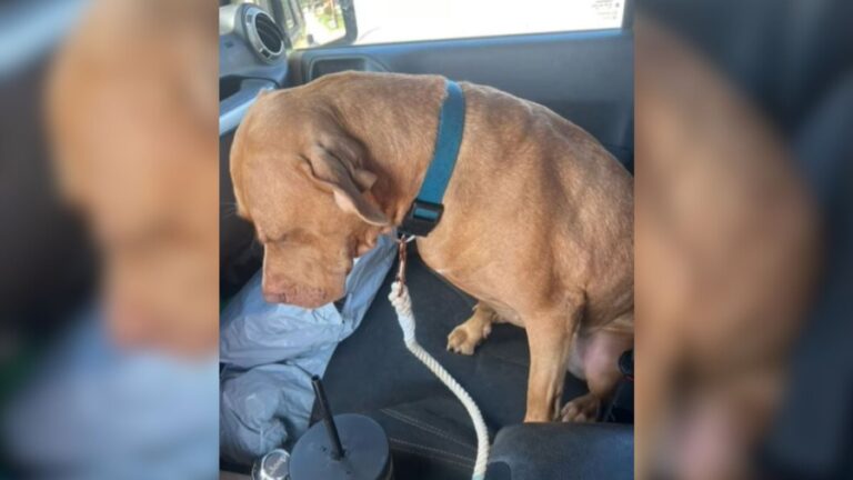 Dog Heartbroken To Return To PA Shelter After Day Out, Unaware Of Huge Surprise Waiting There
