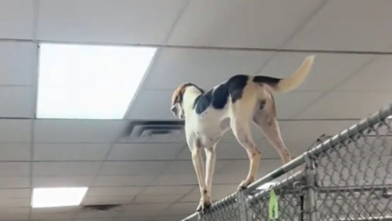 Dog Hits Her Breaking Point In Virginia Shelter And What She Does Next Breaks Hearts