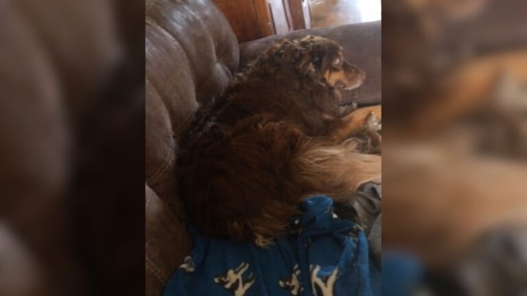 Ohio Dog Gives Owner The Cold Shoulder But Watch What Happens When She Hears Her Favorite Song