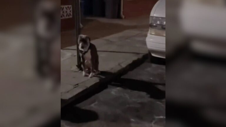 Pittie Left Shivering On Cold New York Street, Tied To A Pole Like He Meant Nothing