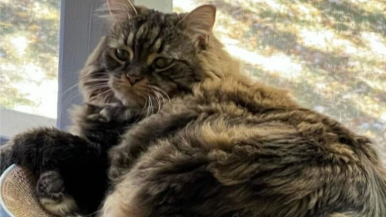 Georgia Woman Crosses States To Adopt A Shelter Cat, Then Gets The Sweetest Surprise