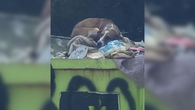 North Carolina Team Found This Poor Girl Lying On A Dumpster With The Saddest Look In Her Eyes