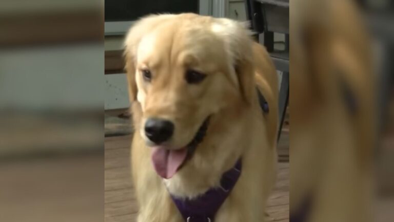 Virginia Family Brings Dog Home From Daycare, But Their Cats Instantly Sense Something Is Wrong