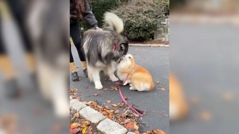 Virginia Dog Reunites With Her Best Friend After A Year And Their Joy Leaves Millions In Awe