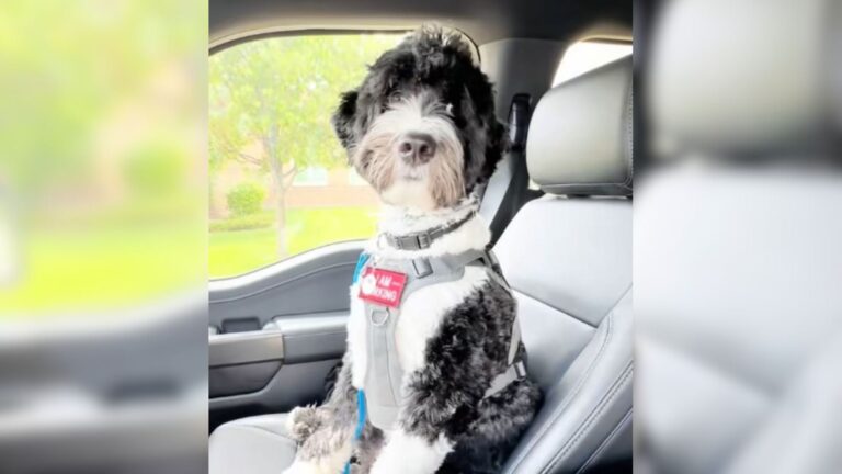 Ohio Family Notices Dog Staring At Their Daughter, Then Realizes Something’s Terribly Wrong