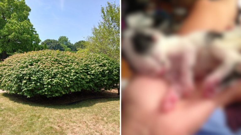 New York Dog Senses Something In The Bushes And Insists His Owner Follow Him