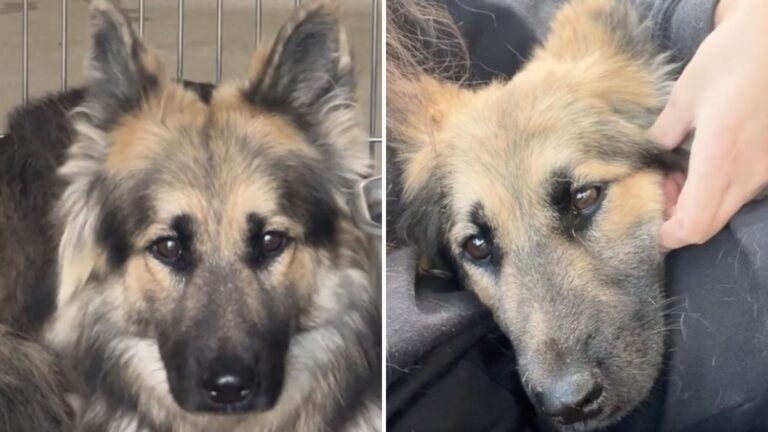 Abused Dog Can’t Stop Shaking In California Shelter After Enduring Unimaginable Cruelty