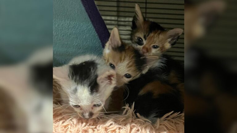 Texas Family Can’t Believe Their Dog Has Been Smuggling Stray Kittens Into The House