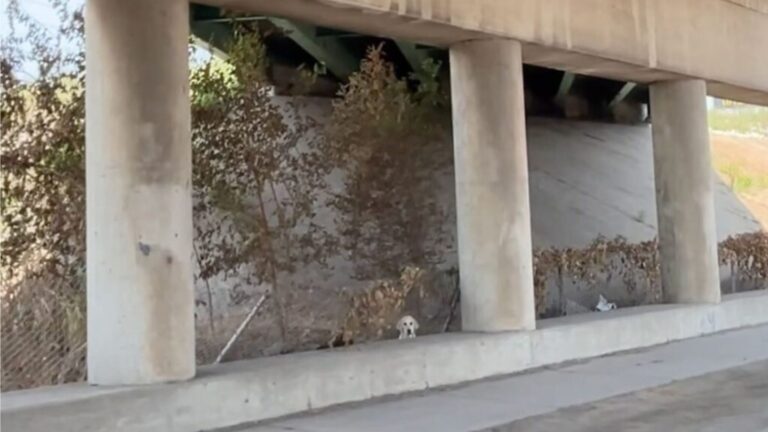 Dog Stuck Near Speeding Cars On Missouri Interstate Sparks Race Against Time To A Happy Ending