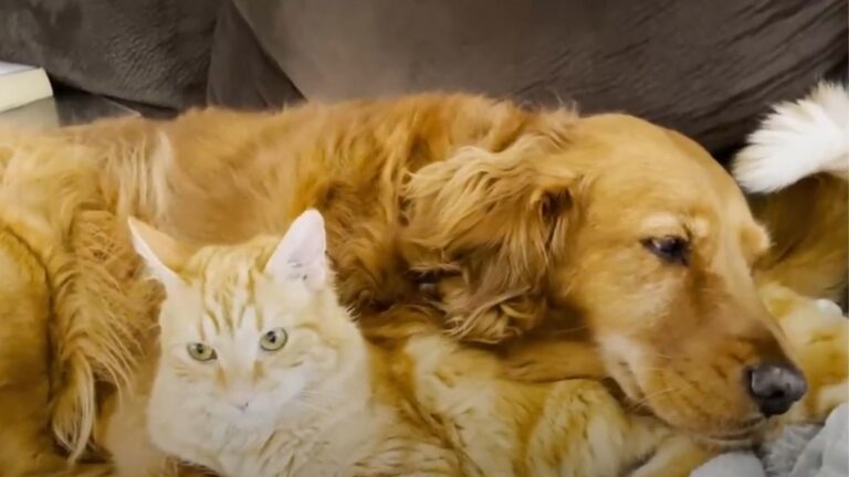 California Woman Adopts A Little Rescue Kitten, Not Prepared For What Her Dog Would Do