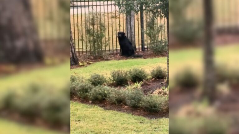 Florida Rescue Dog Waits By Neighbor’s Fence Every Day And The Reason Will Melt Your Heart