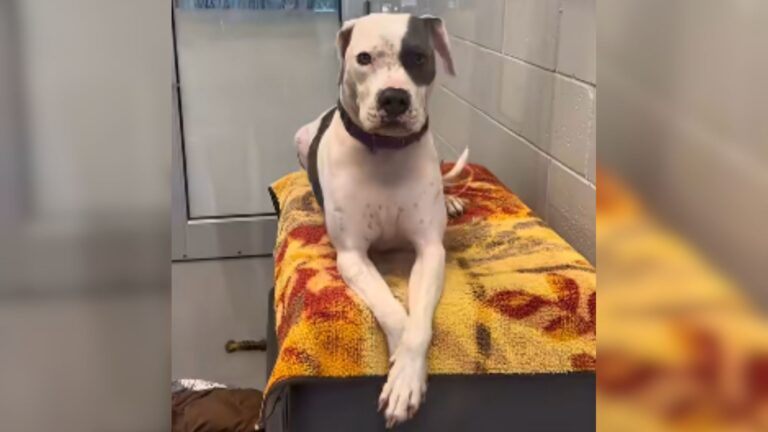 Florida Dog Waits Nearly 2 Years Behind Shelter Walls Because Of Condition He Can’t Control