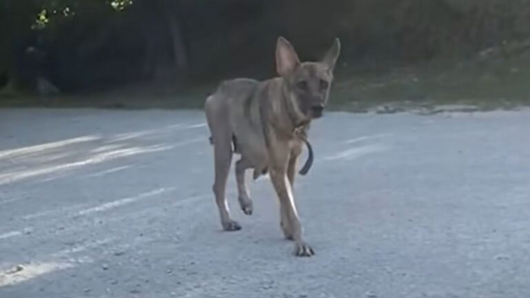 Sisters Stop To Feed Stray Dog Wandering Through Saipan Jungle, Then She Asks Them To Follow Her