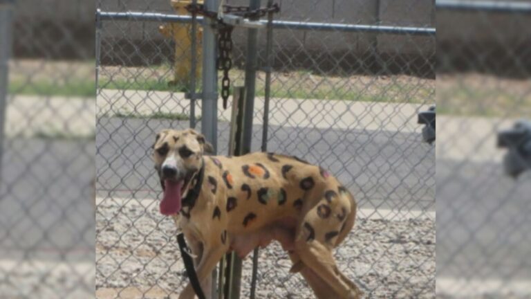 Arizona Team Finds A ‘Leopard’ Dog Tied Up In The Heat And Discovers A Heartbreaking Reality