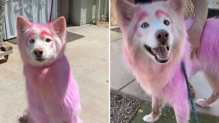 Arizona Rescuers Found This Dog On The Street And Instantly Knew Her Story Was Special