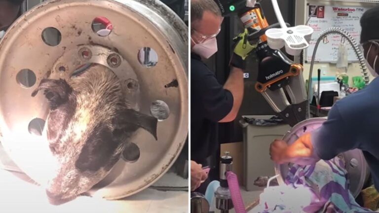 Dog Trapped With Tire Rim Around Neck Sparks Urgent Rescue At Texas Rodeo