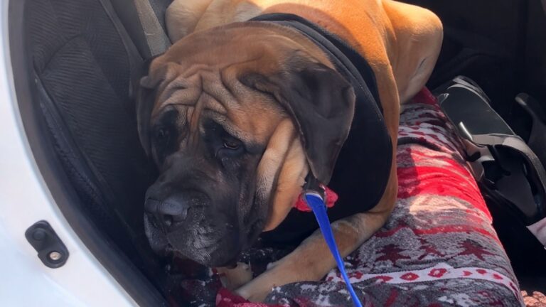 This Pennsylvania Mastiff’s Attempt To Avoid The Vet Is The Funniest Thing You’ll See Today