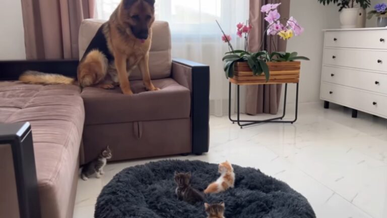 California Dog Thinks It’s Nap Time Until He Sees Who’s In His Bed And Can’t Believe His Eyes