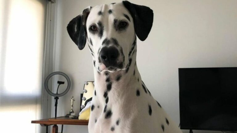 California Woman Adopts A Dog She Found On Craigslist, Then Vet Reveals Something Heartbreaking