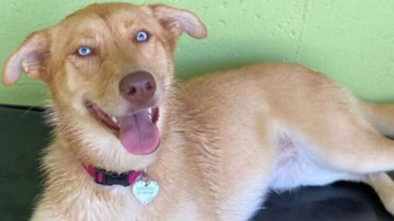 Michigan Dog’s Reaction To Arriving At Daycare Takes Internet By Storm