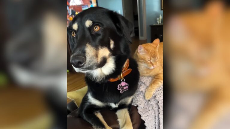 North Carolina Woman Rescues Abandoned Kitten But She Never Expected Her Dog To React Like This